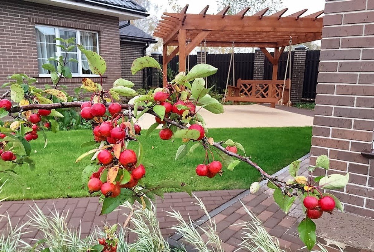 Пальметта яблоня