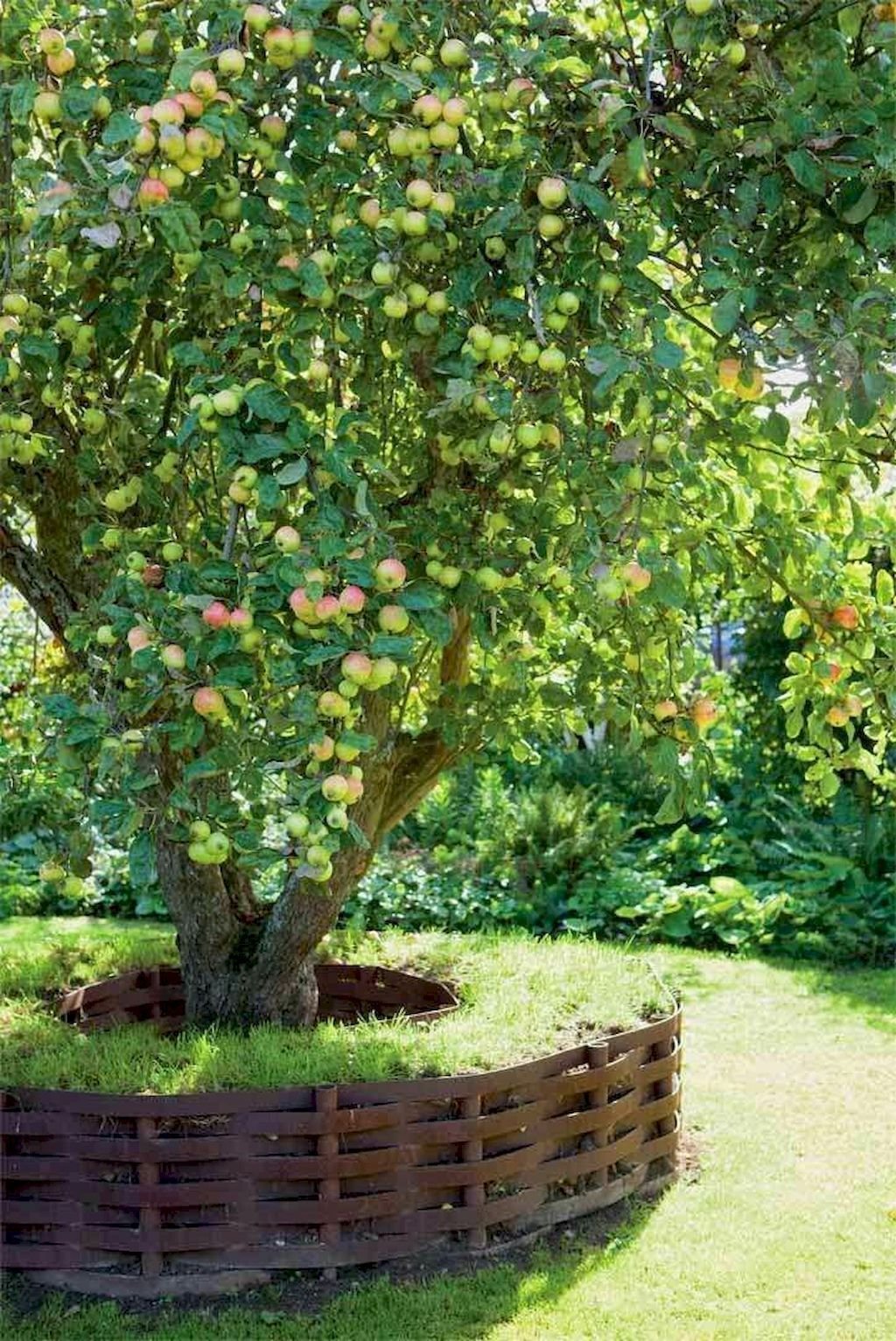 Ландшафт яблони Сморода