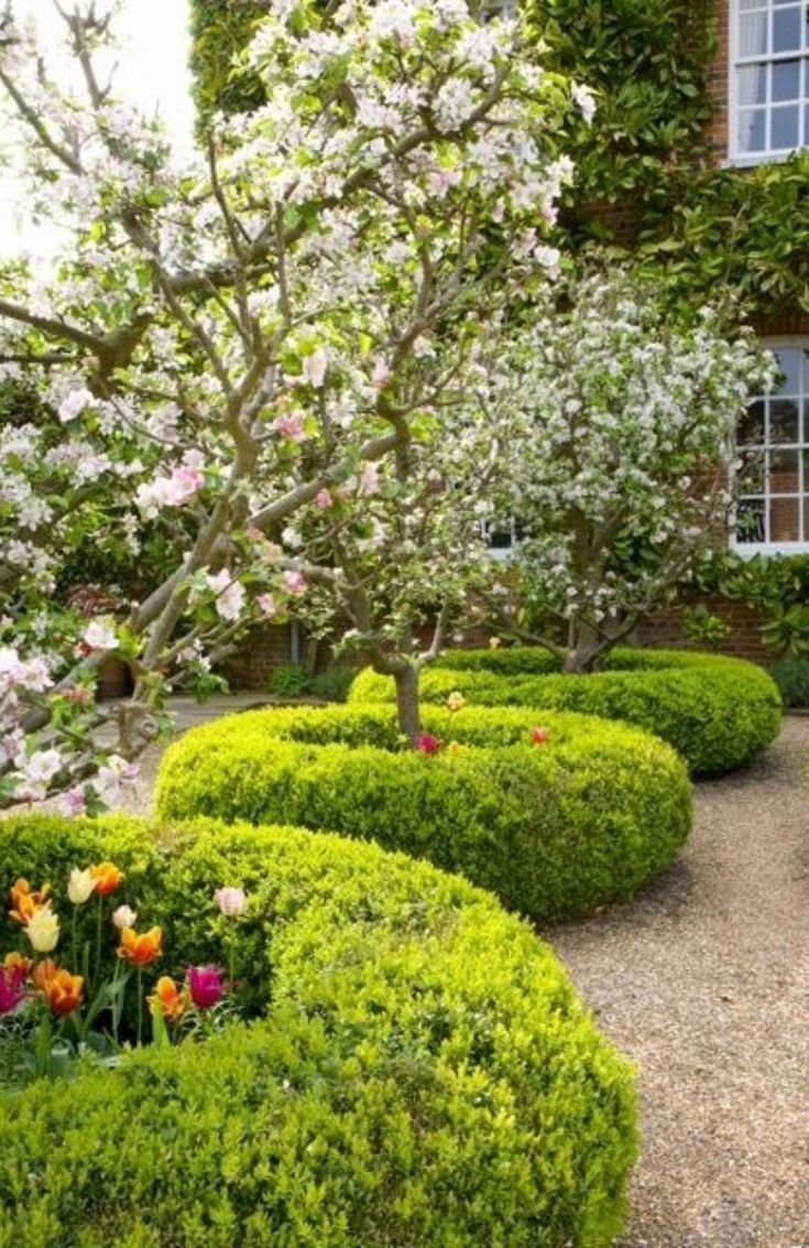 Яблоня штамбовая «роялти»