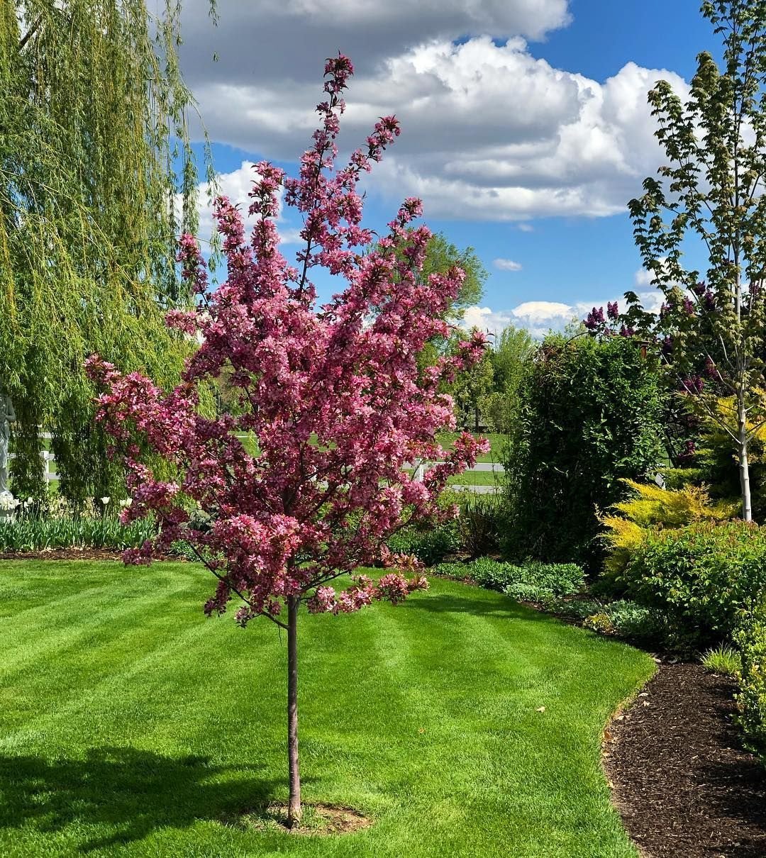 Сакура мелкопильчатая Роял бургунди