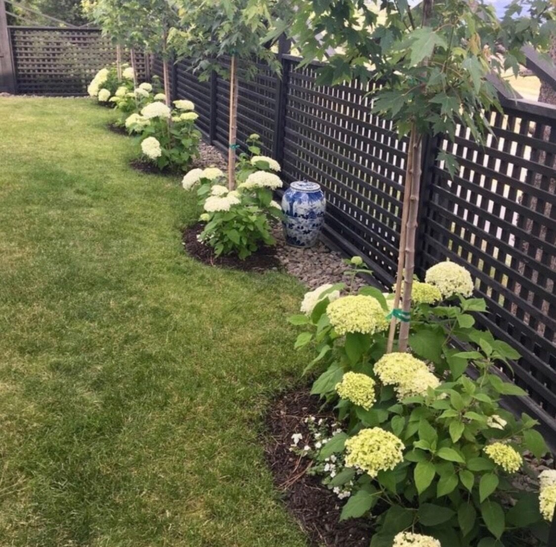 Пузыреплодник зеленый изгородь