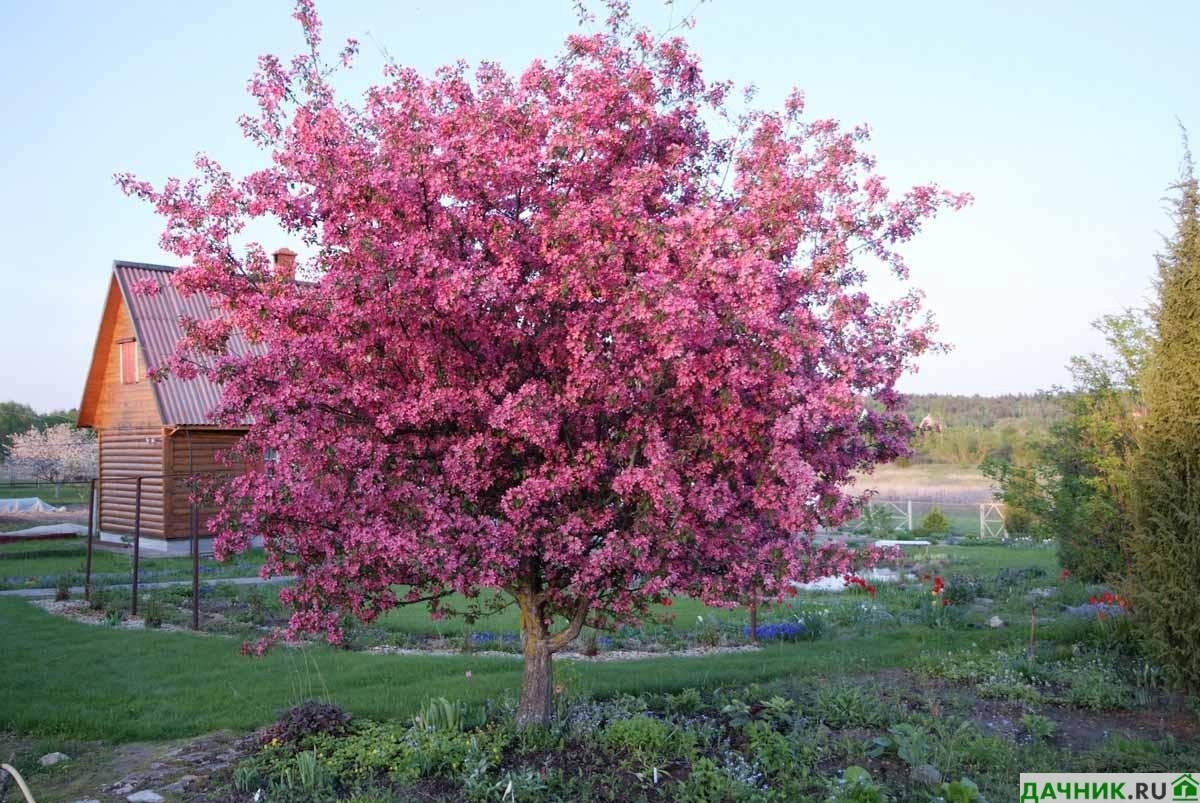 Яблоня краснолистная Хелена