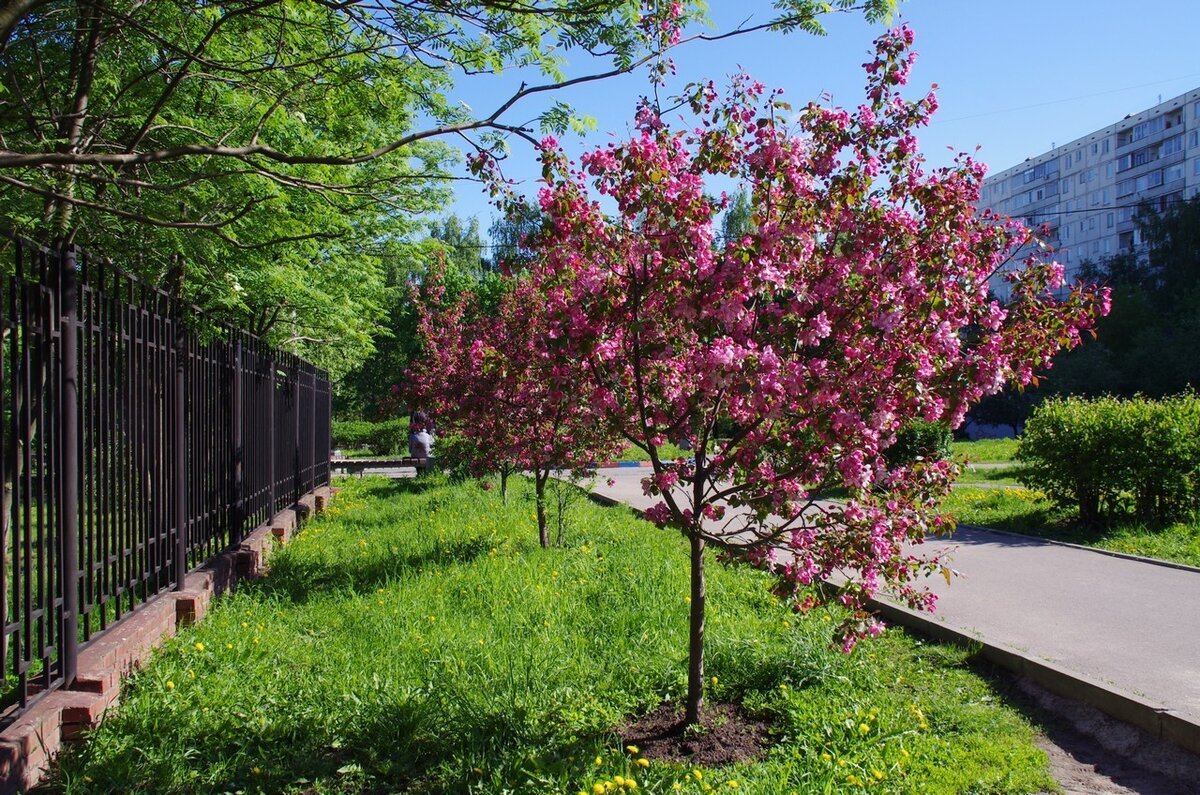 Яблоня Недзвецкого Malus niedzwetzkyana