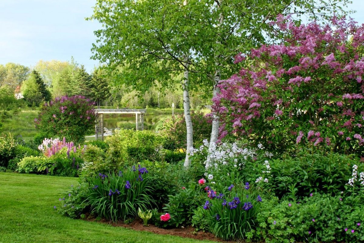 Миксбордер с сиренью