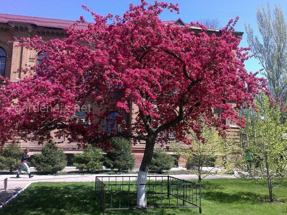 Яблоня Недзвецкого в ландшафтном дизайне
