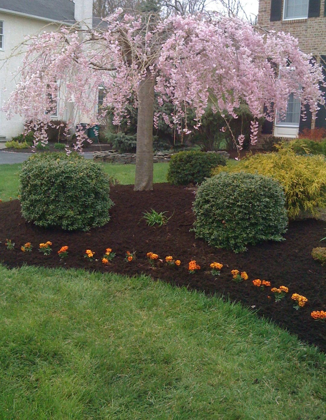 Приствольный круг около яблони