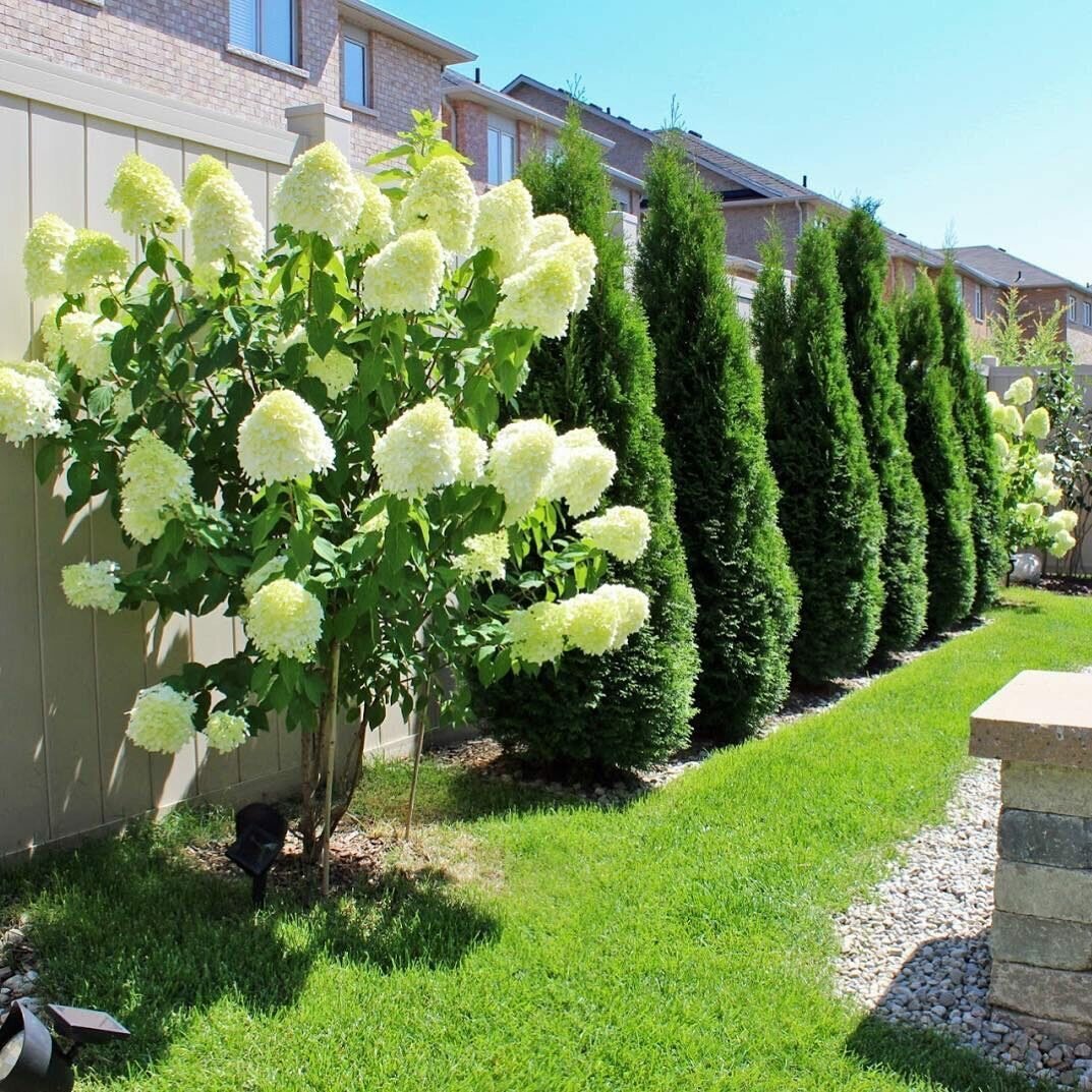 Штамбовая гортензия Лаймлайт