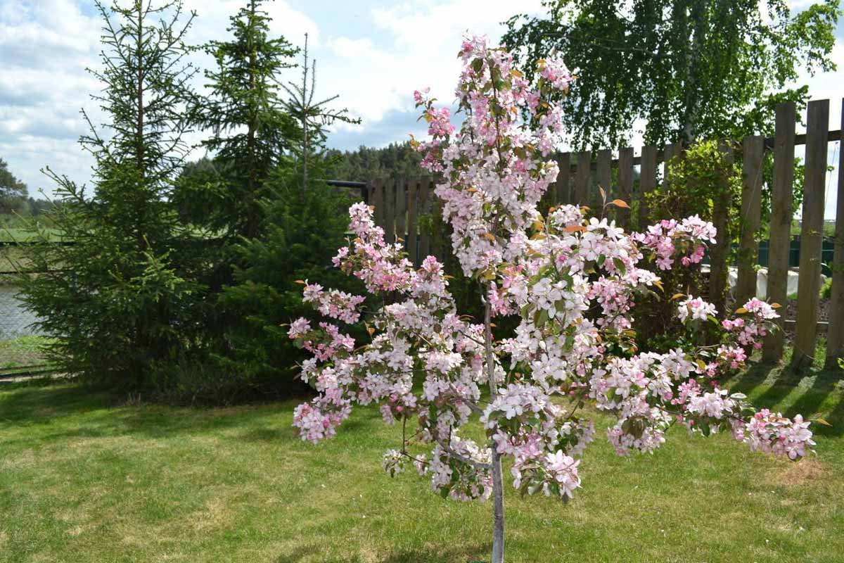 Яблоня краснолистная Хелена