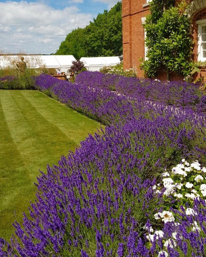 Вербена котовник шалфей
