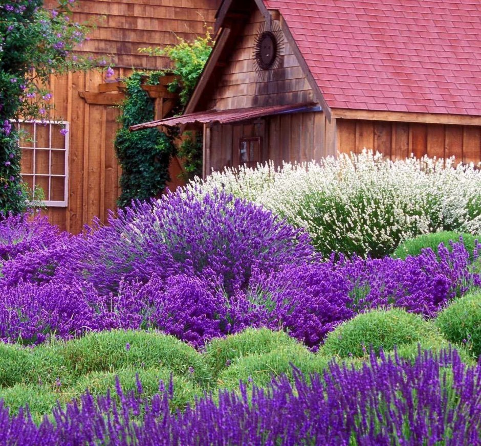 Лаванда узколистная Прованс