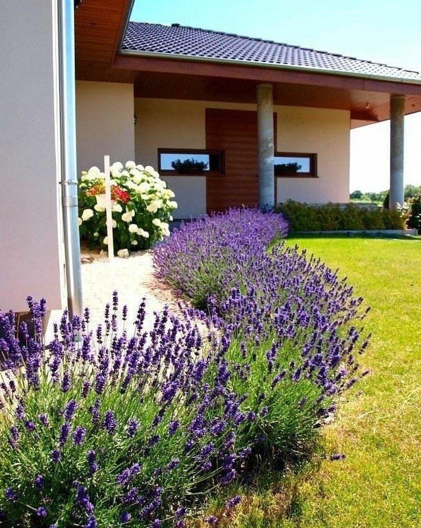 Лаванда шалфей Вереск