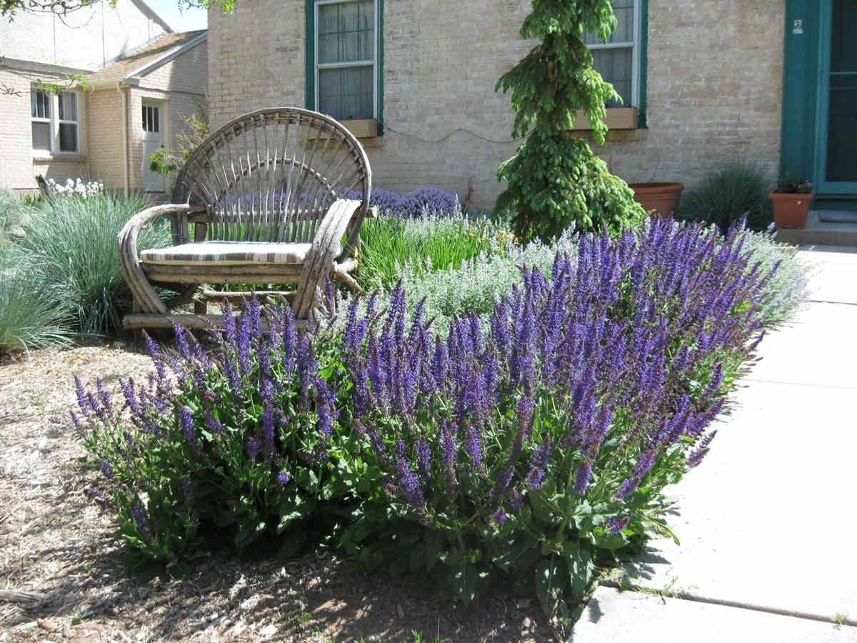 Лаванда котовник шалфей