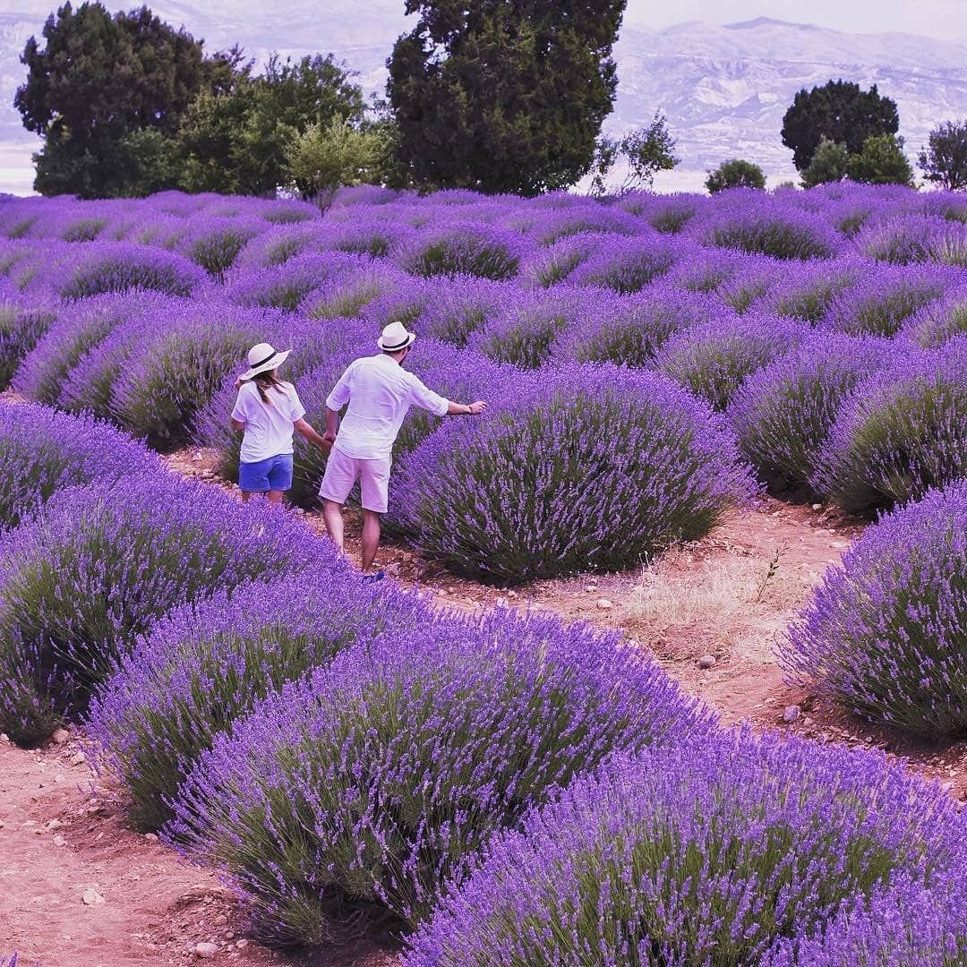 Лаванда узколистная Прованс