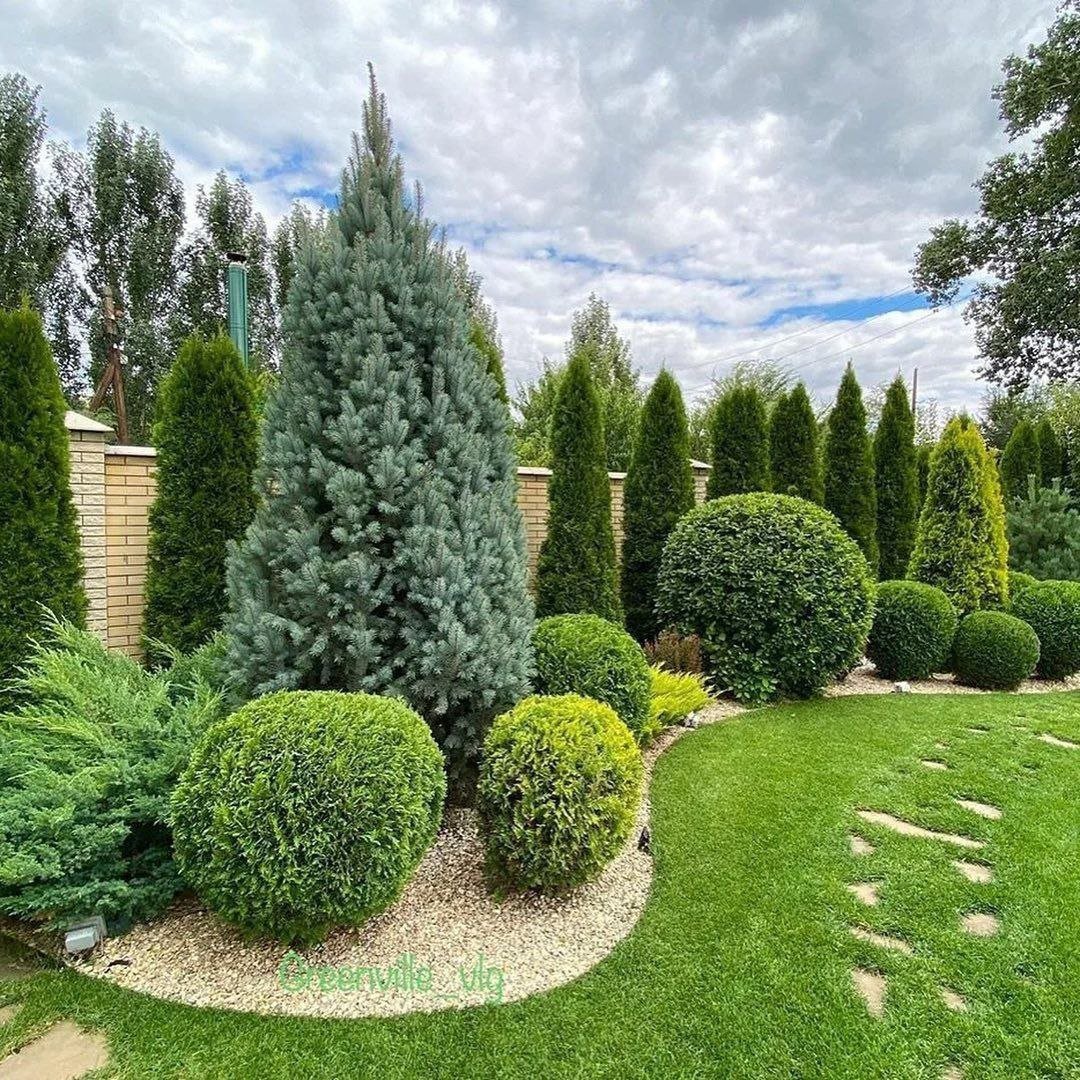 Туя Смарагд и Даника в ландшафте