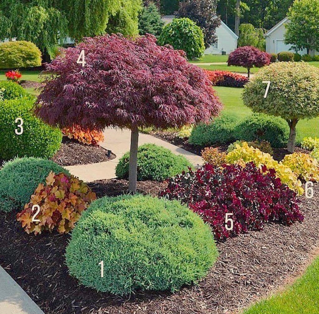 Туя шаровидная Тедди