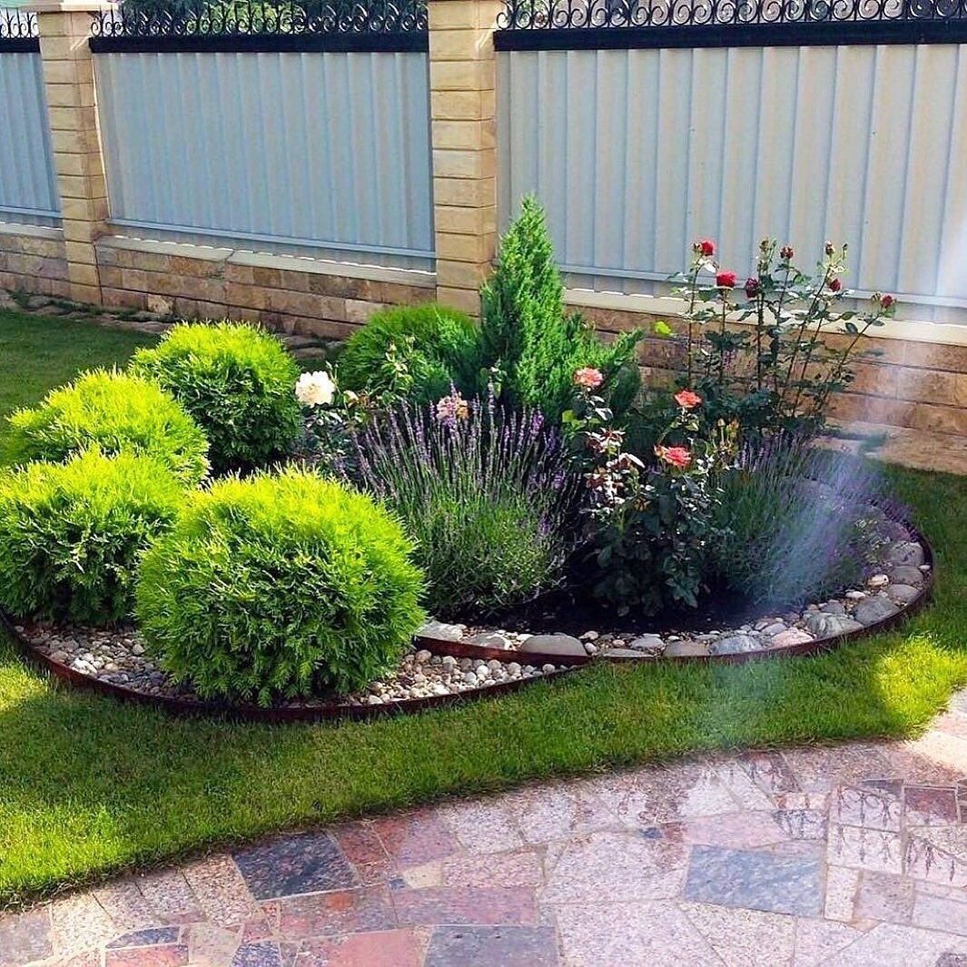 Розарий туя Даника