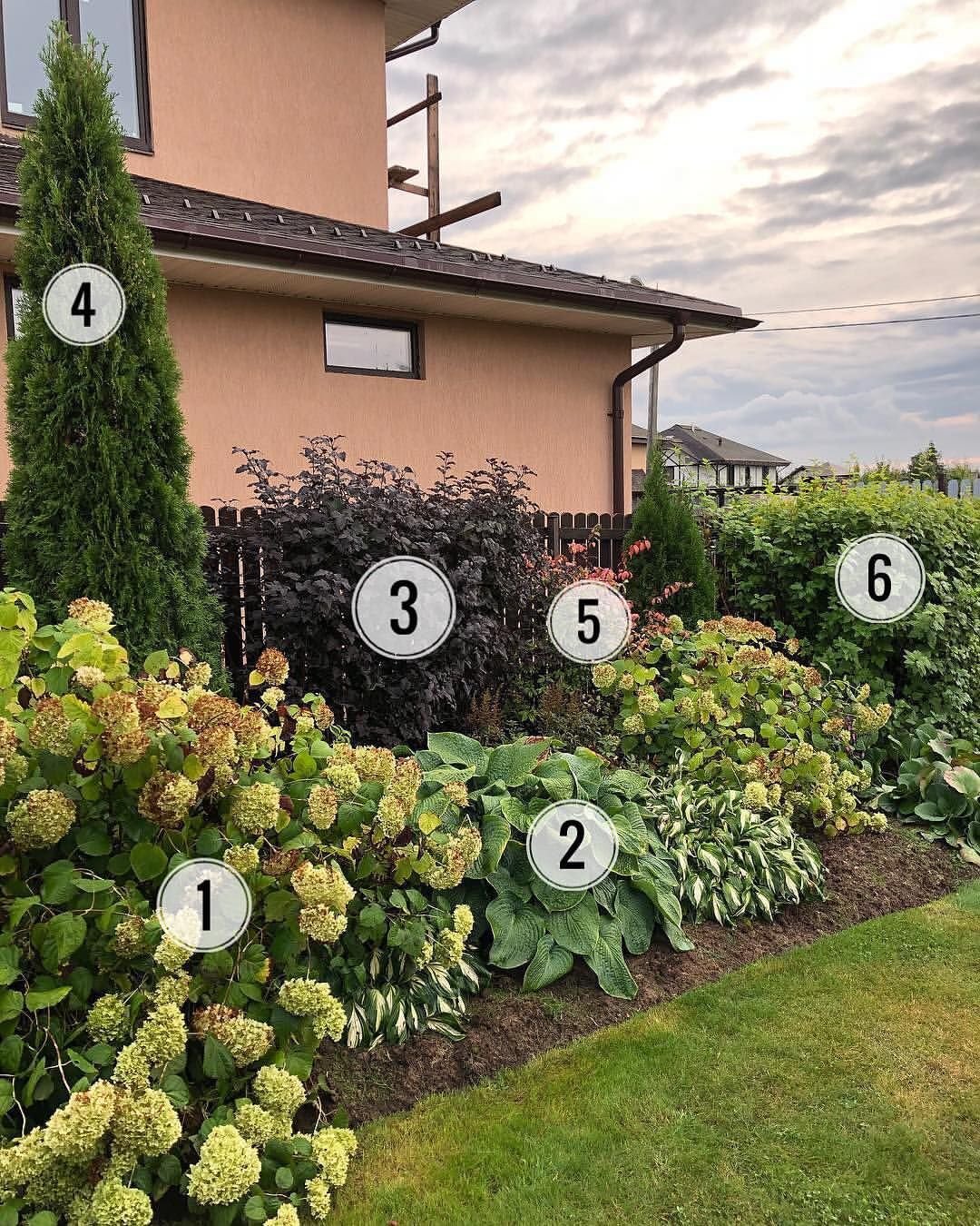 Живая изгородь миксбордер