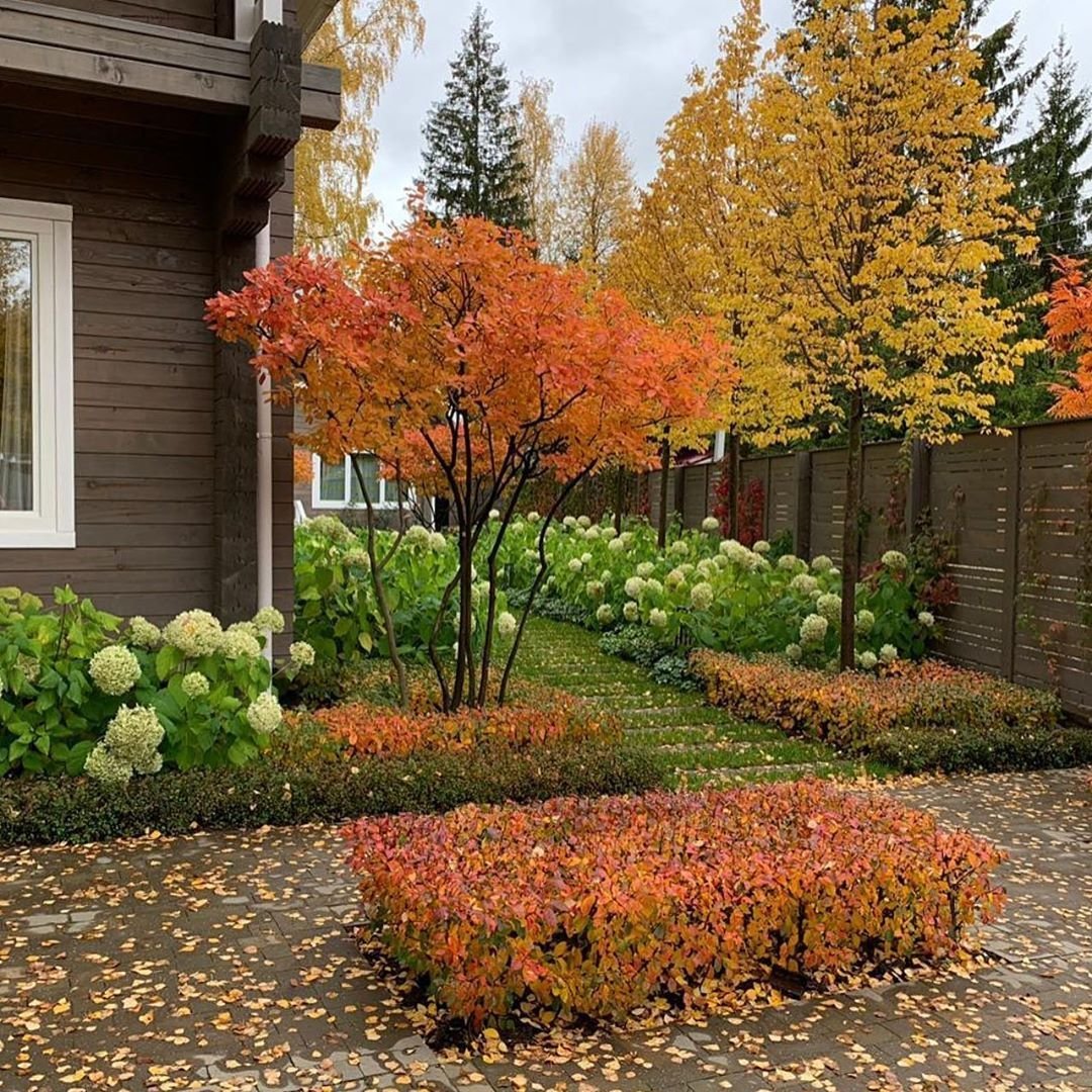 Ирга канадская, ирга Ламарка