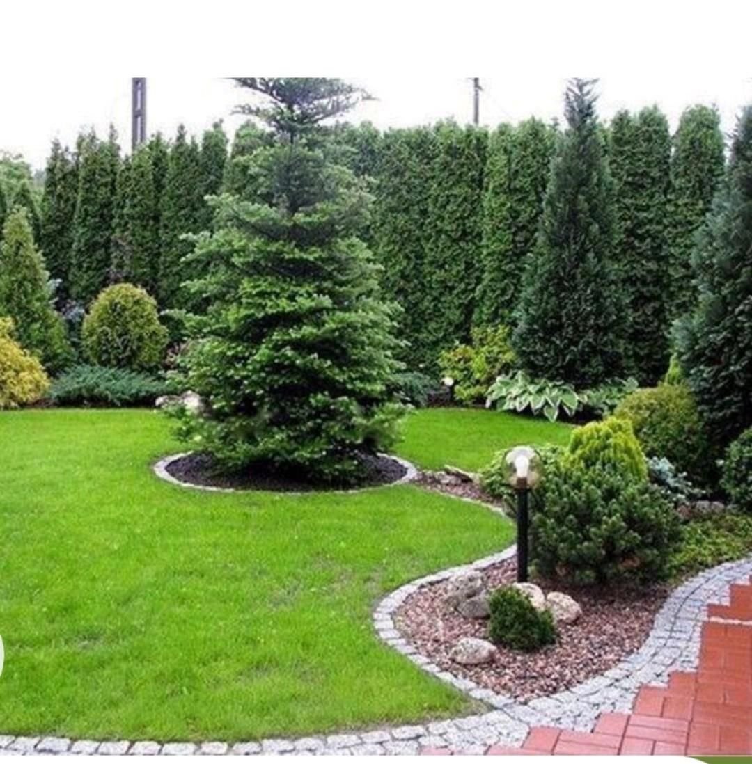 Ландшафт с хвойниками