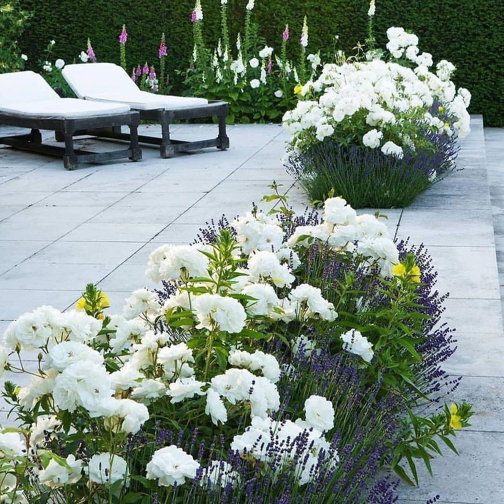 Клумба с жасмином и гортензией