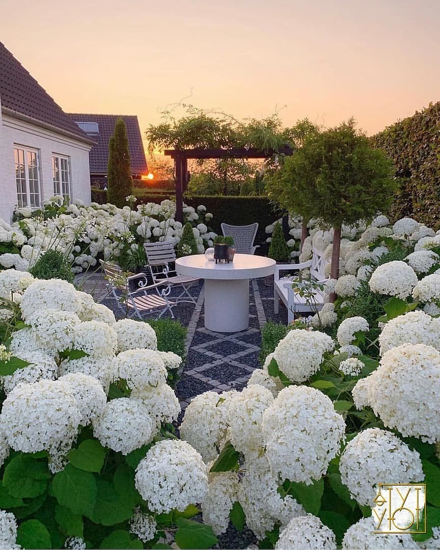 Гортензия метельчатая Анабель