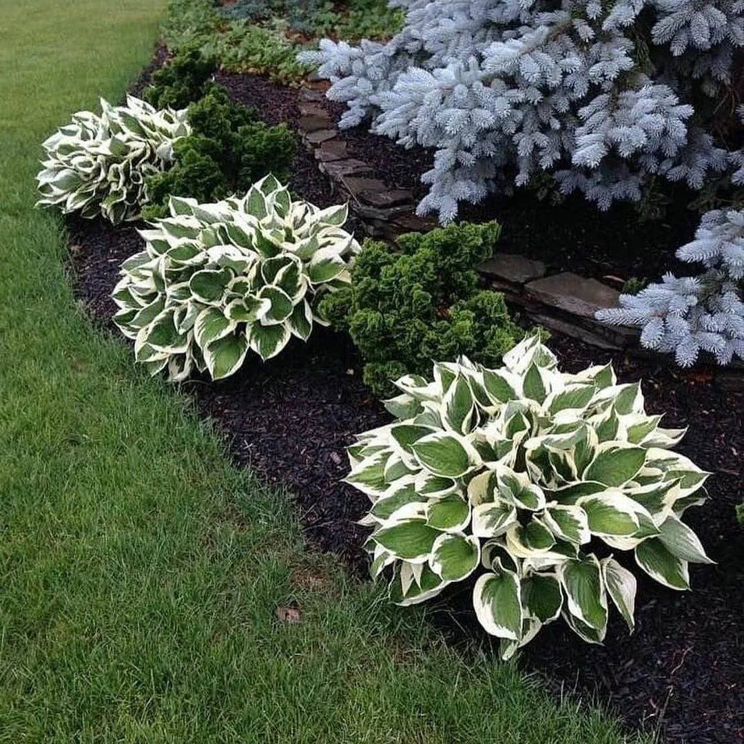 Туя гортензия Хоста композиция