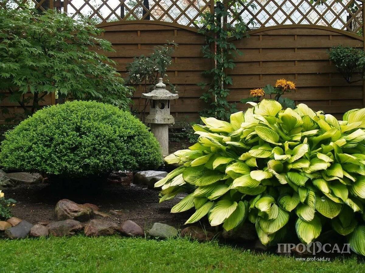 Клумба Хоста лилейник спирея
