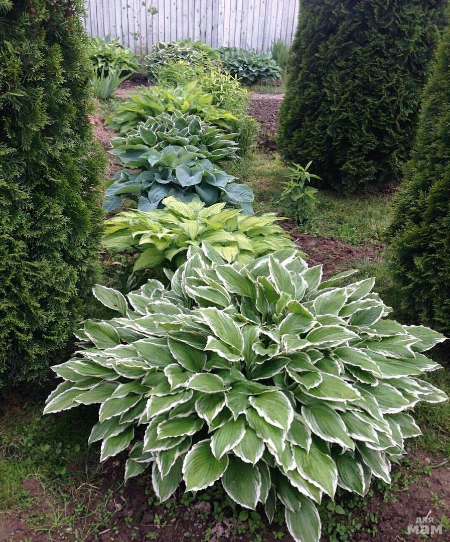 Гортензия,Хоста, туя Даника