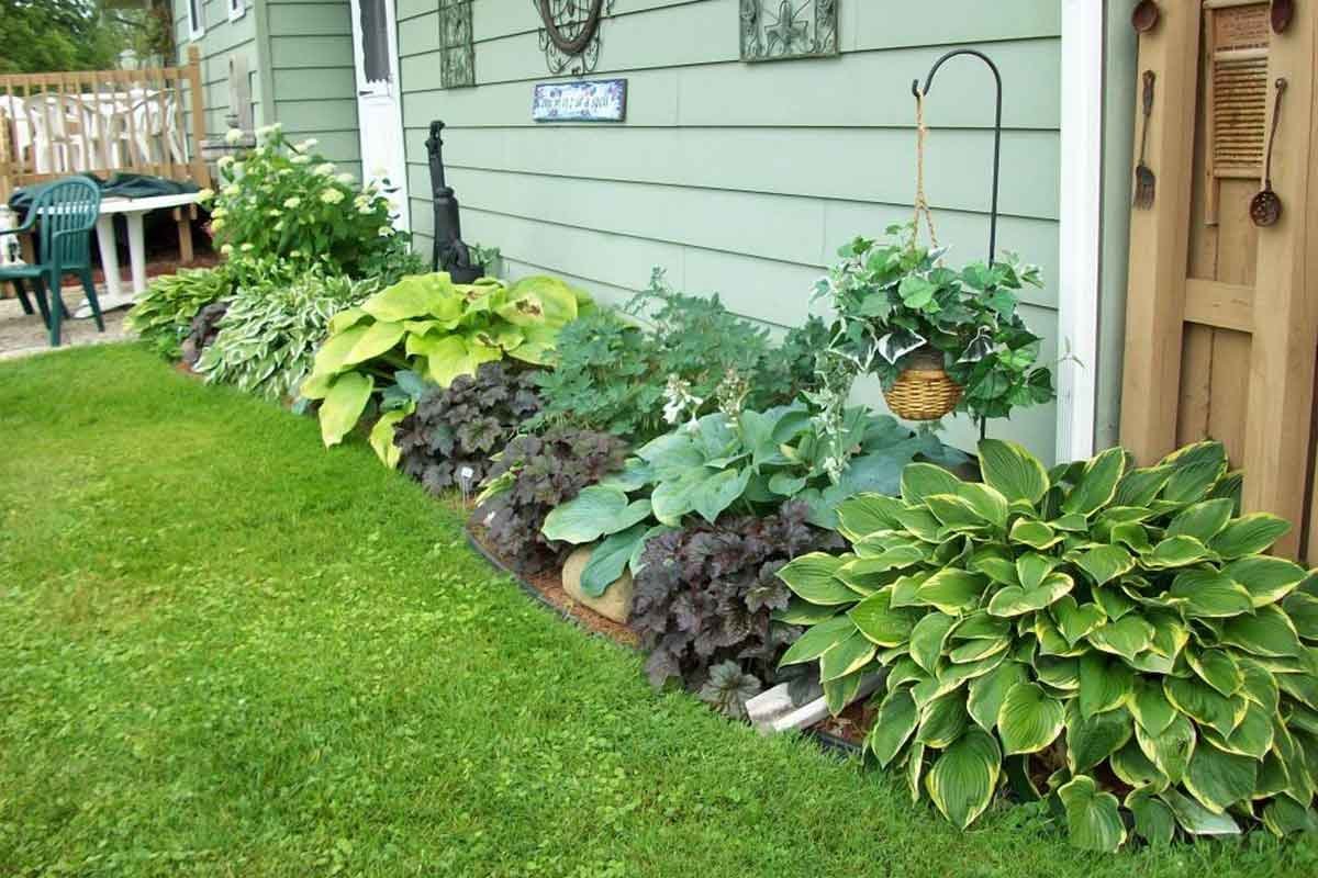 Хоста бордюрная