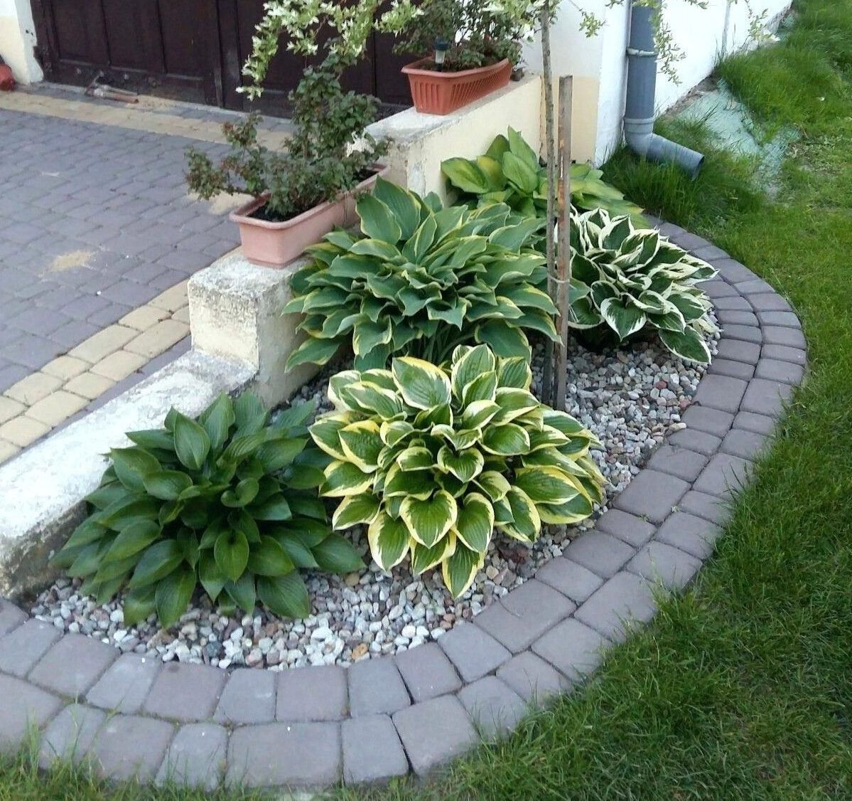 Хоста в дизайне сада