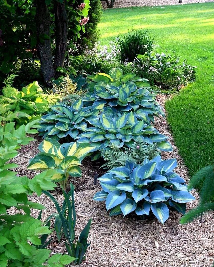 Хоста бордюрная голубая