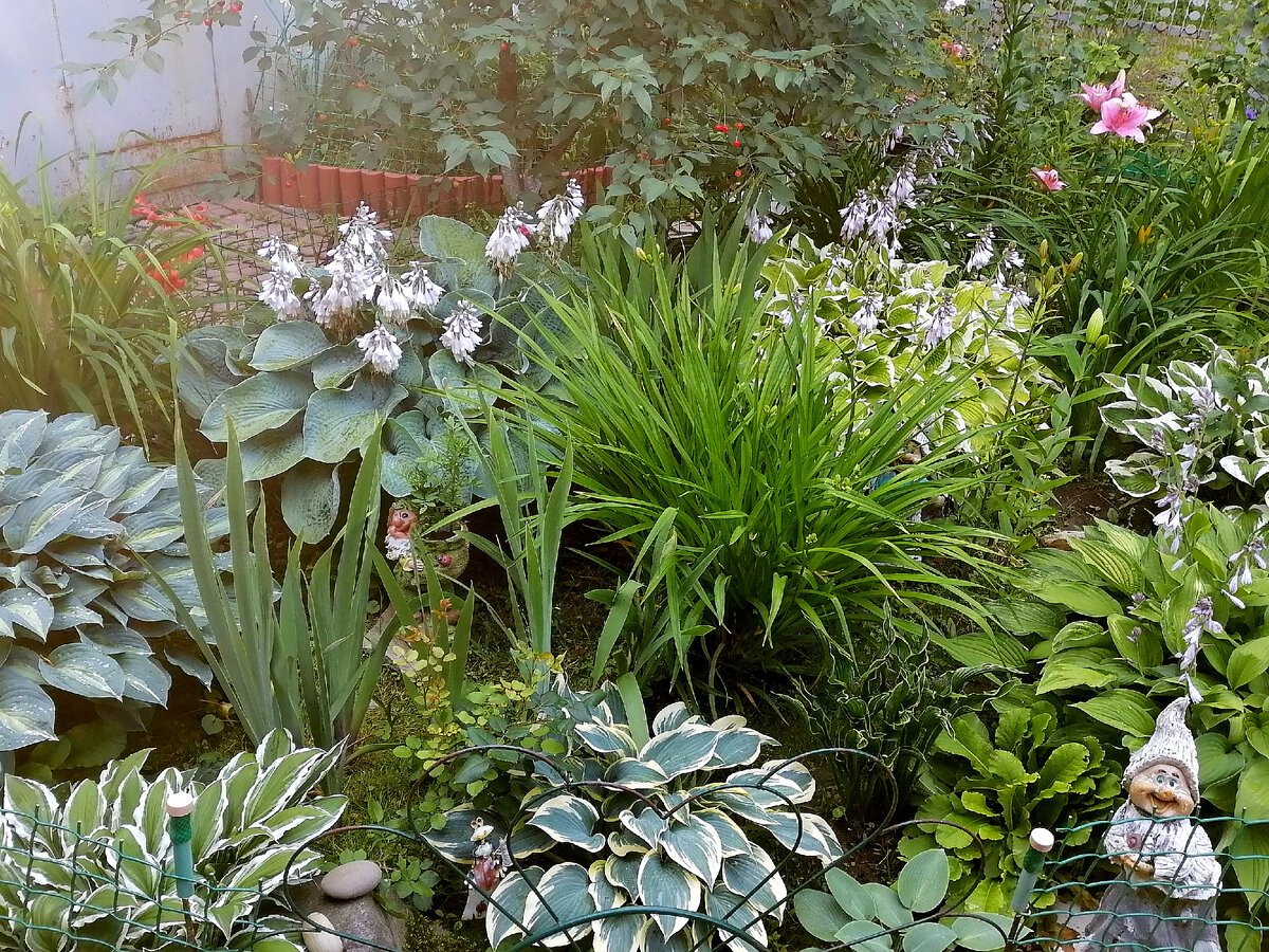 Хоста в саду фото