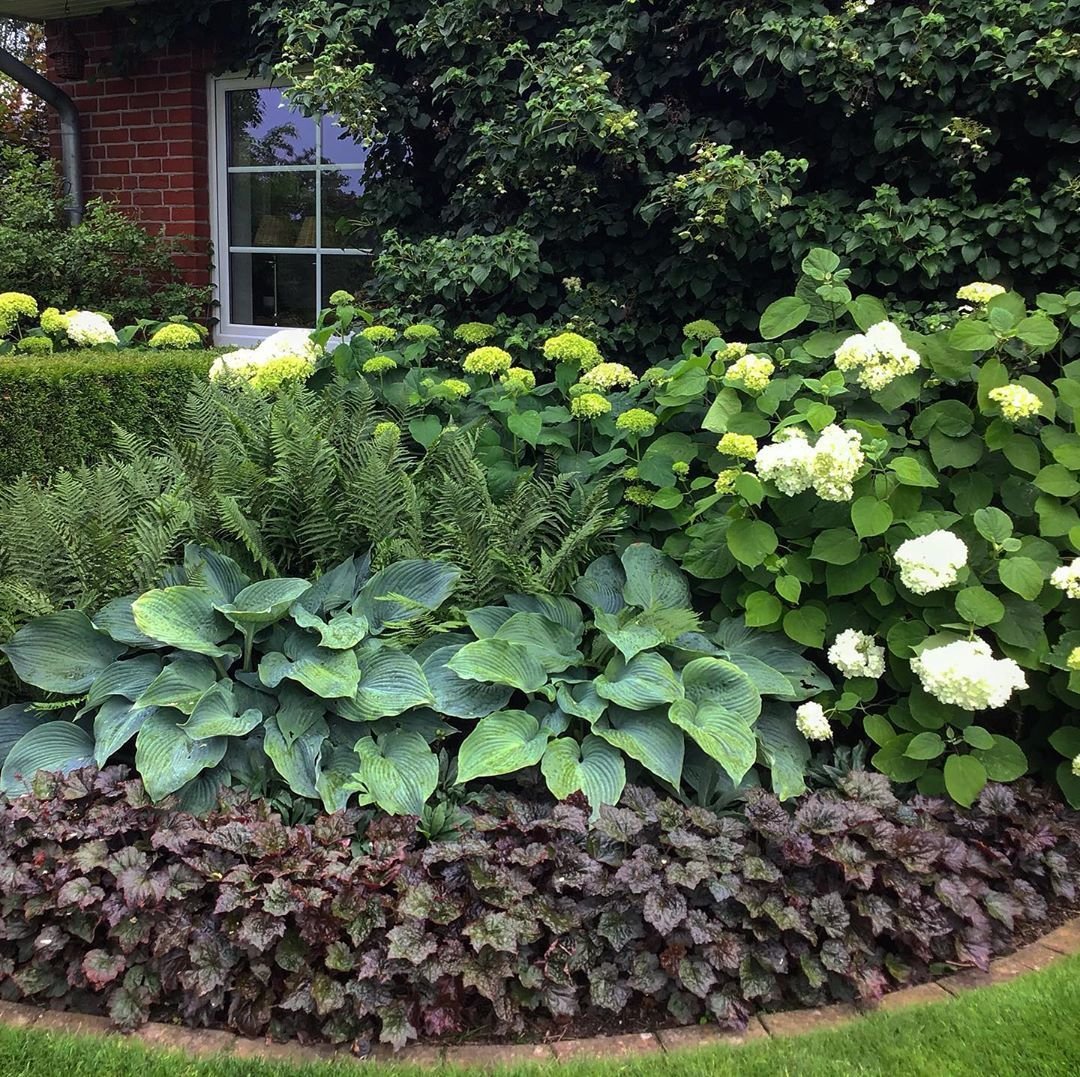 Клумба Хоста гортензия папоротник