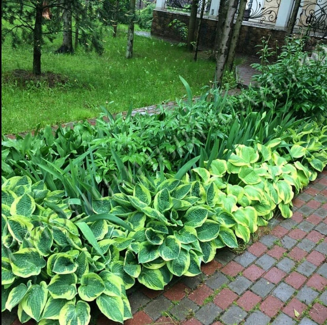 Хоста в ландшафтном дизайне