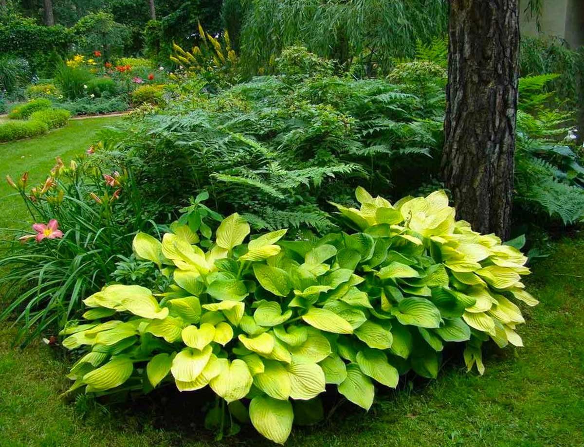 Гортензия папоротник Хоста
