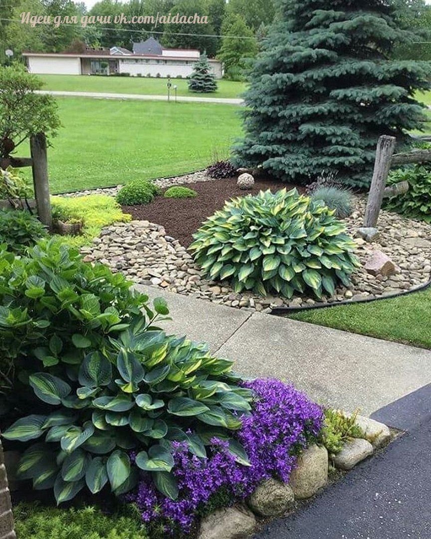 Хоста белоокаймленная миксбордер