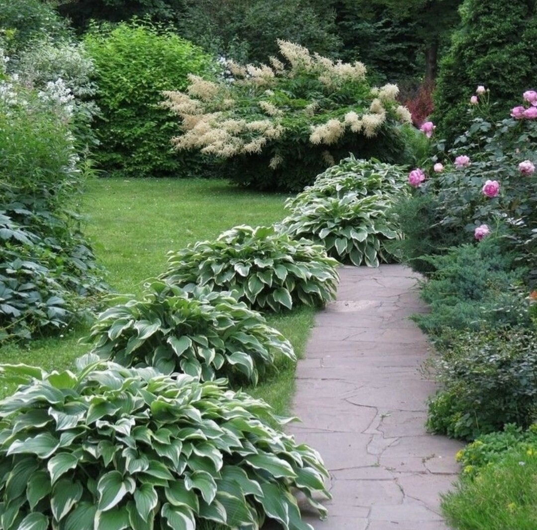 Хоста белоокаймленная миксбордер