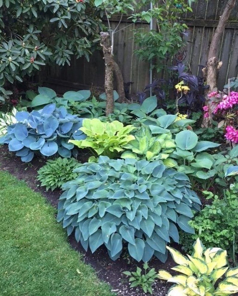 Хоста бордюрная