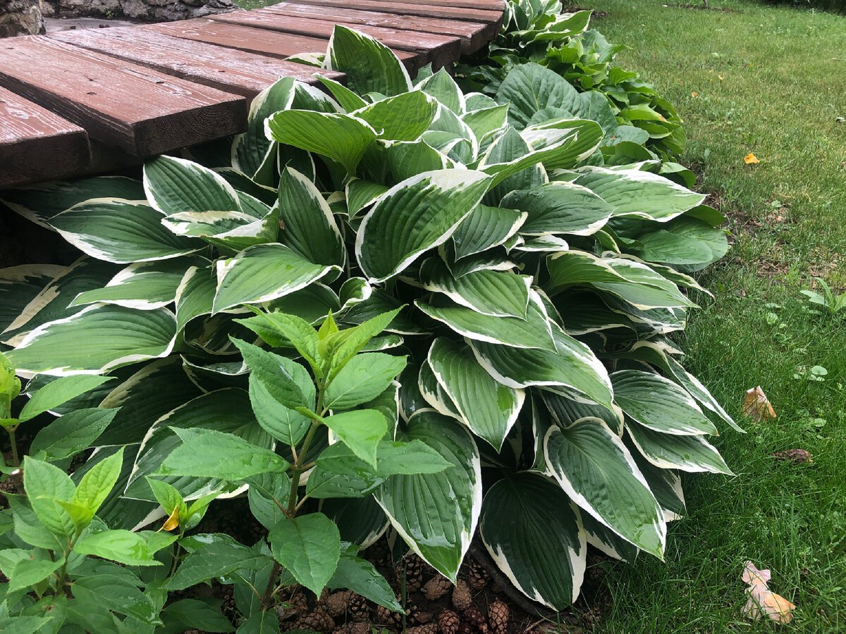Хоста курчавая (Hosta crispula)