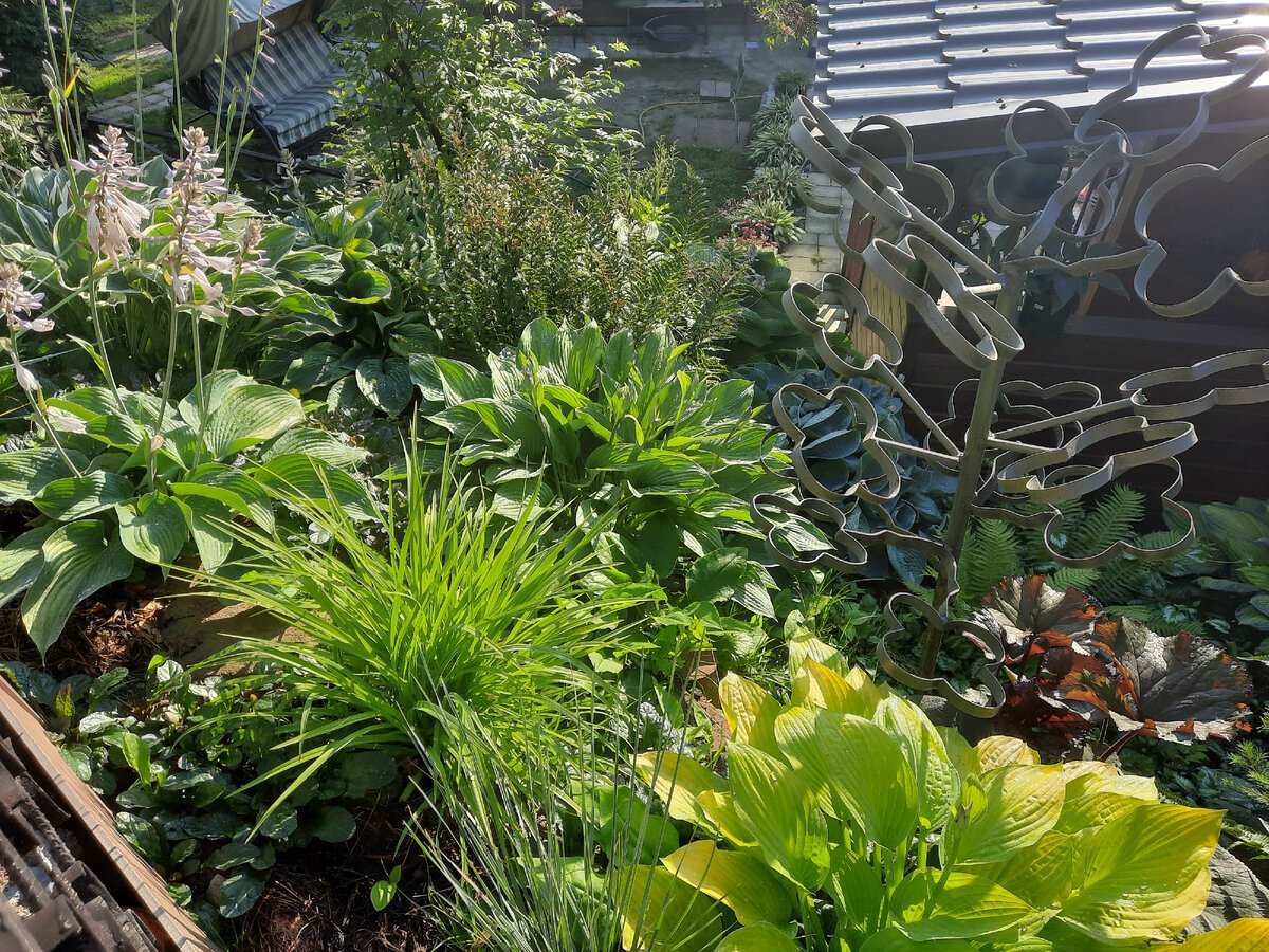 Сады фрезии Хоста