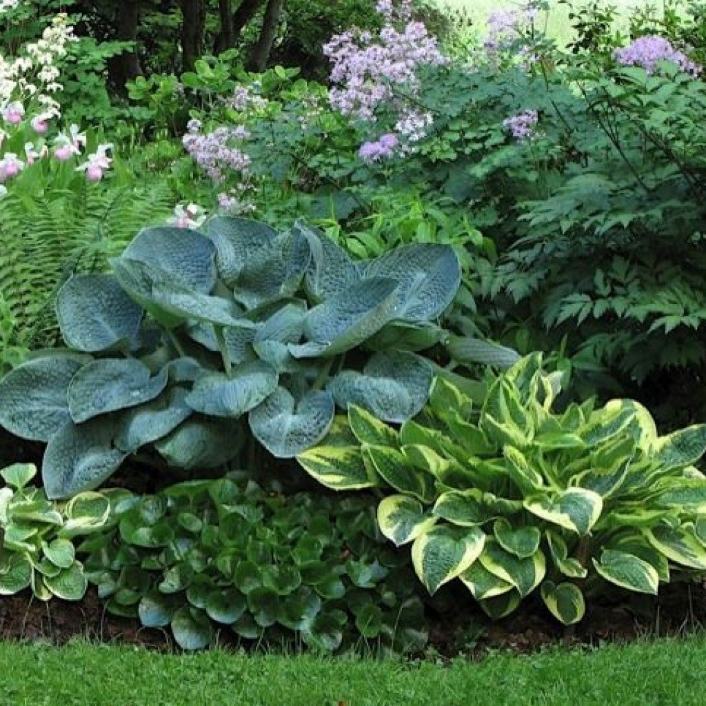 Хоста и копытень