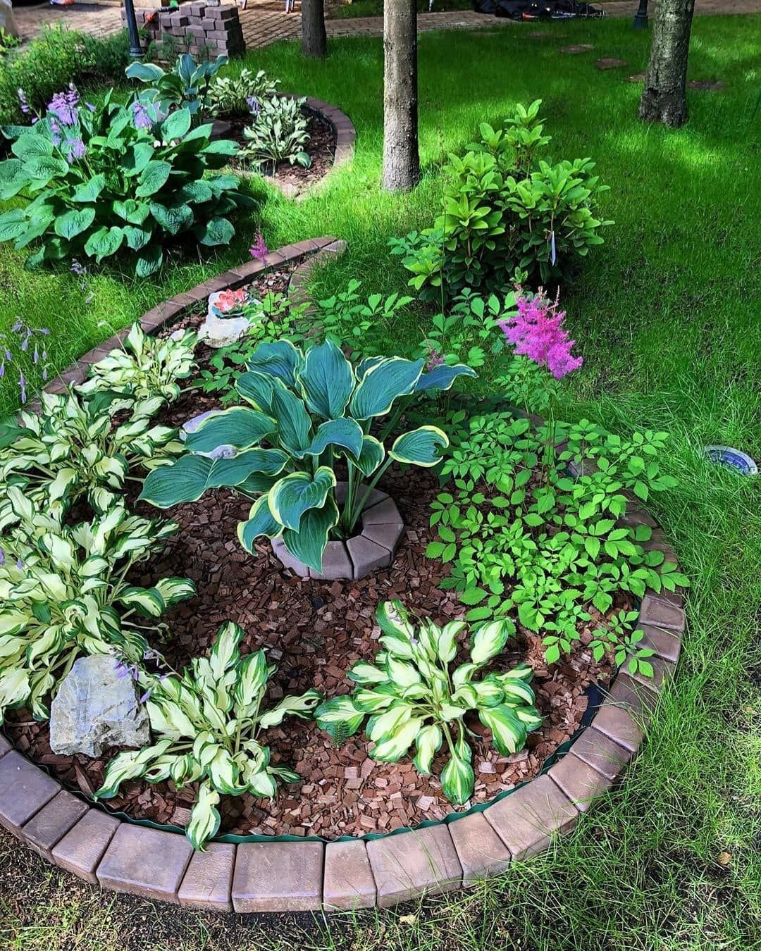 Хоста мульча