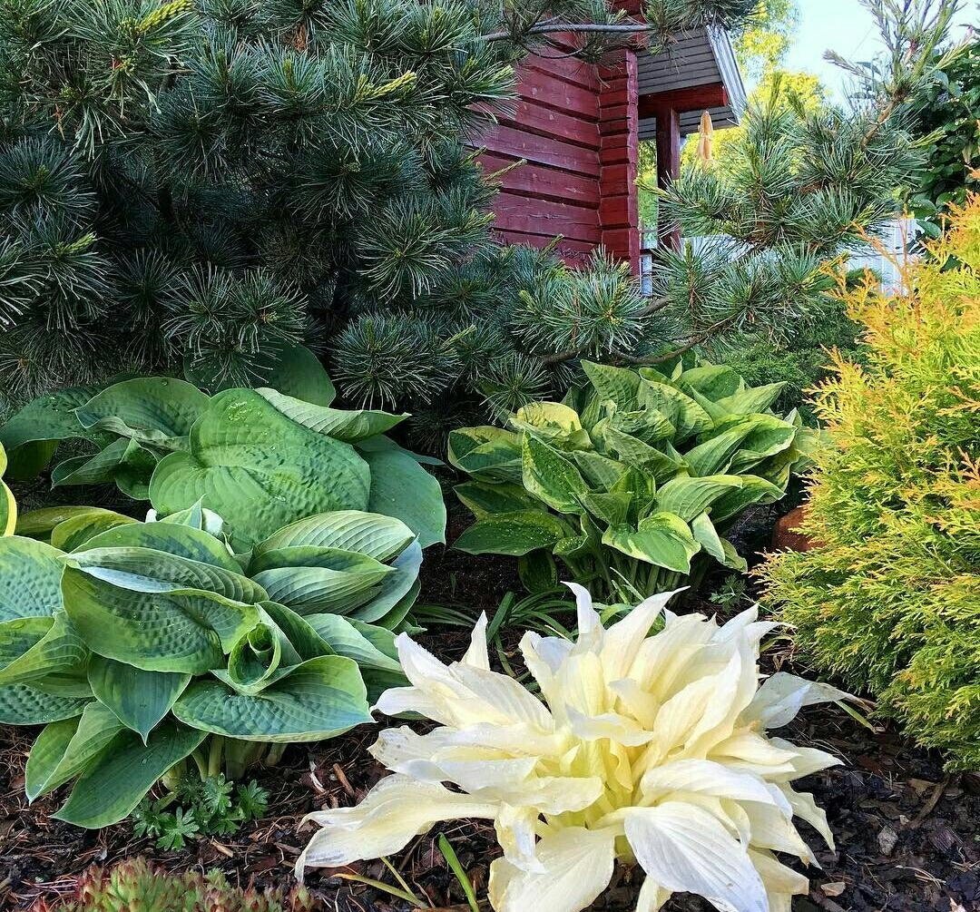 Хоста сад миксбордер