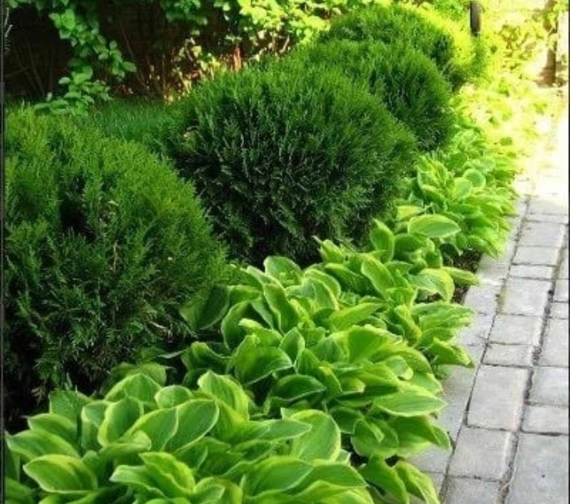 Туя самшит Барбарис Хоста