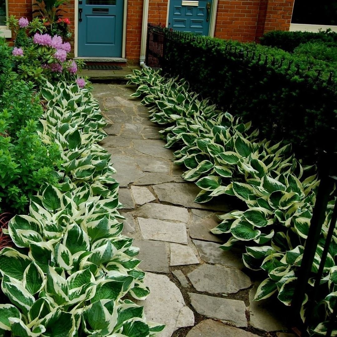 Самшит и Хоста