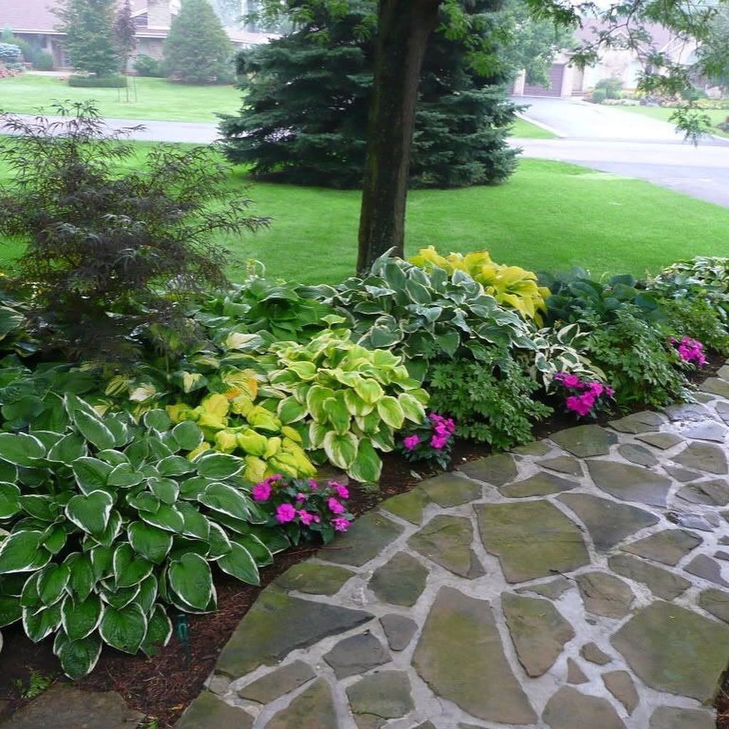 Хоста бордюрная