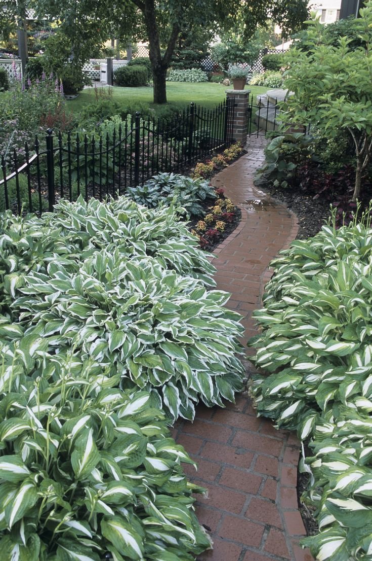 Хоста низкорослая бордюрная