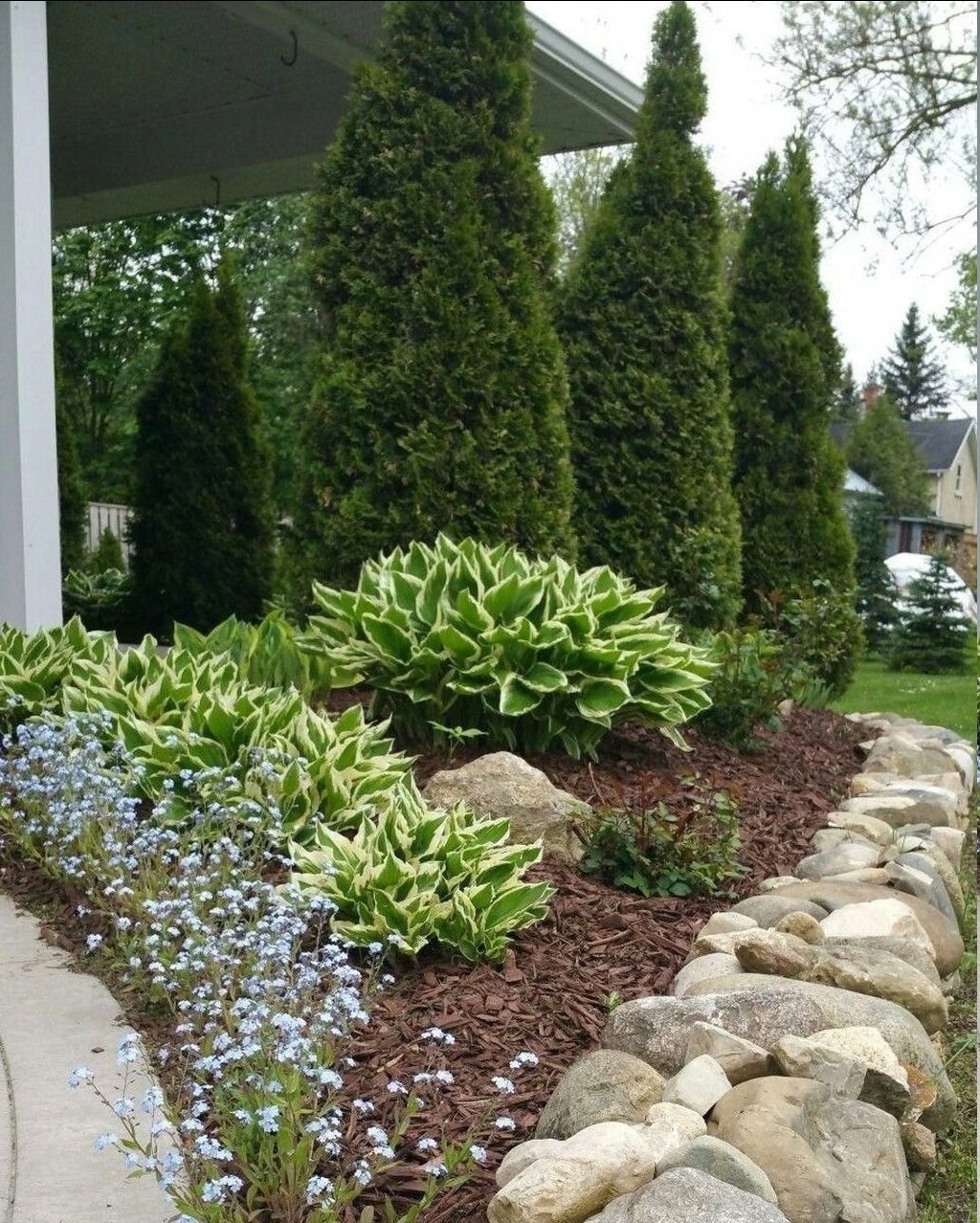 Мульчирование туи Смарагд