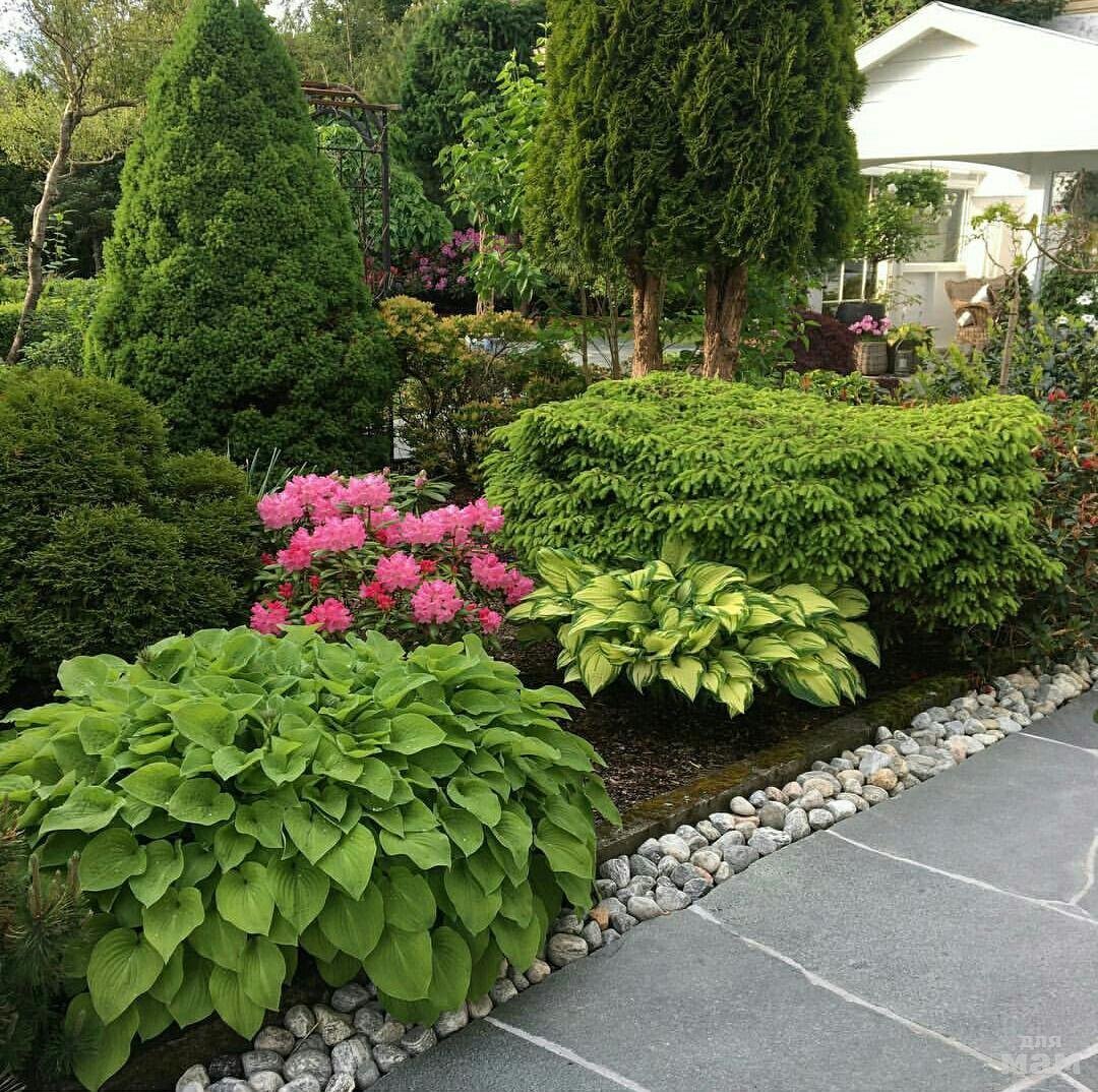 Миксбордер с туями и гортензиями и Хоста