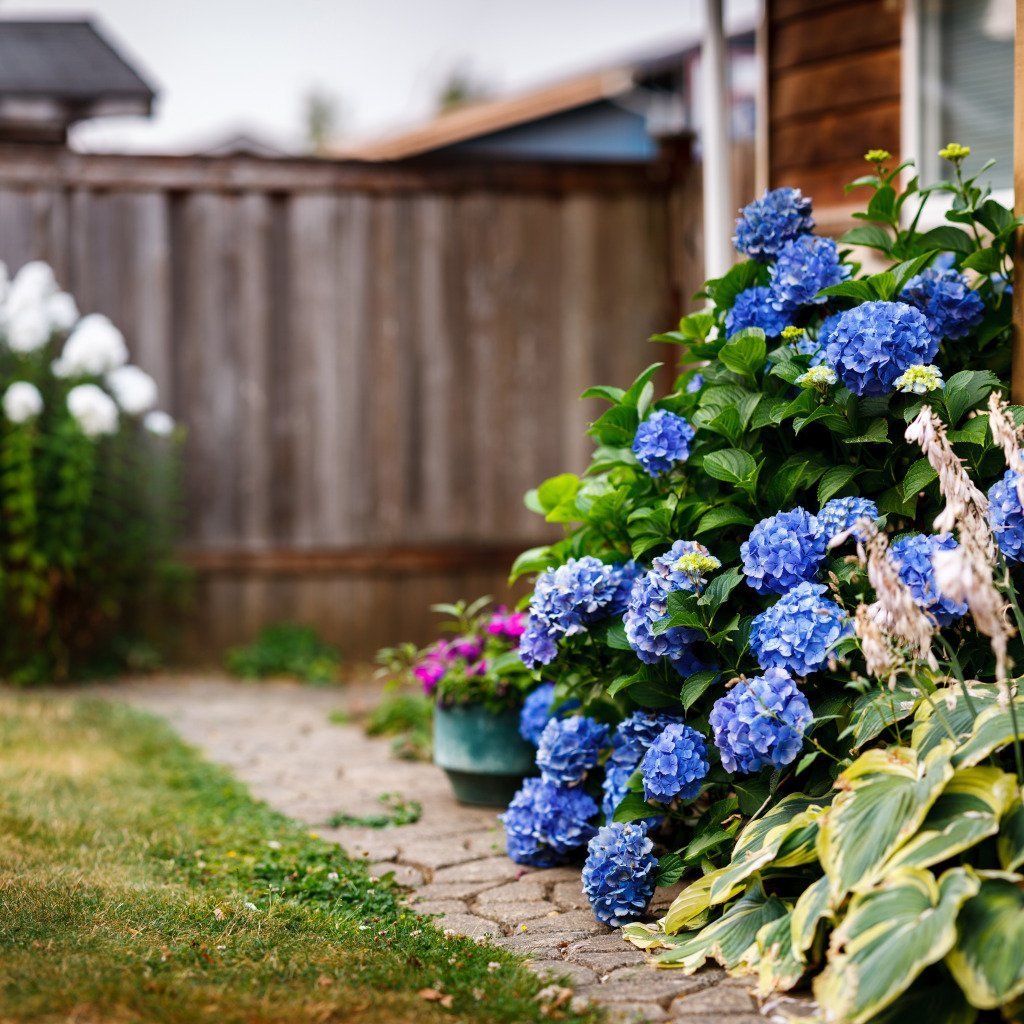 Клумбы с Крупнолистными гортензиями